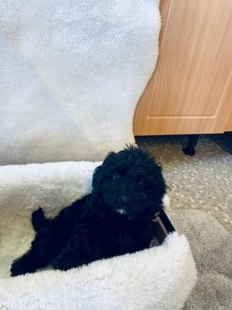 Cockapoo puppies for sale in Widnes, Cheshire – 1 year old - Image 3 of 5