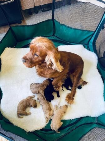 Cockapoo puppies for sale in Widnes, Cheshire – 1 year old - Image 5 of 5