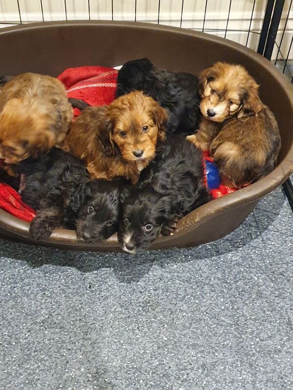 Cockapoo puppies for sale in Addlestone, Surrey – 1 year old - Image 2 of 3