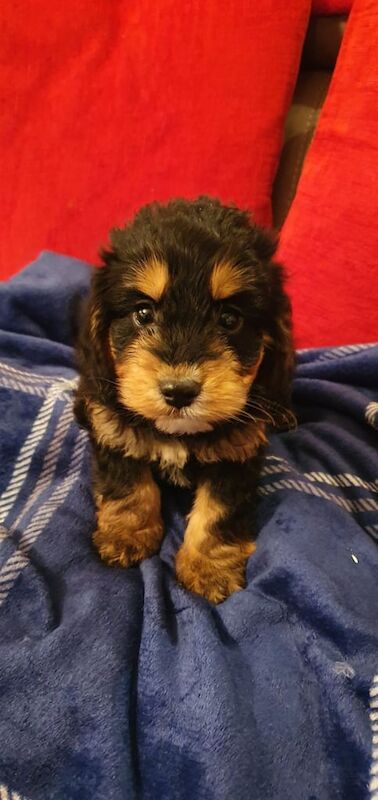 Cockapoo puppies for sale in Addlestone, Surrey – 1 year old - Image 3 of 3