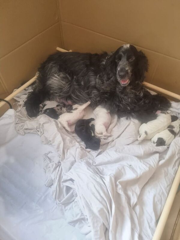 Stunning F1 Cockapoo Puppies - beautiful colours for sale in Golders Green, Greater London