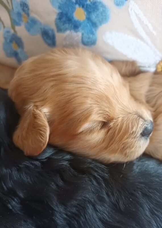 Cockapoo puppies for sale in Girvan, Ayrshire and Arran – 2 weeks old