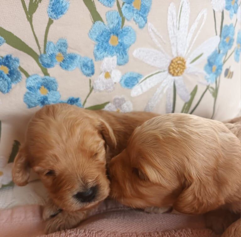 Cockapoo puppies for sale in Girvan, Ayrshire and Arran – 5 weeks old - Image 2 of 3