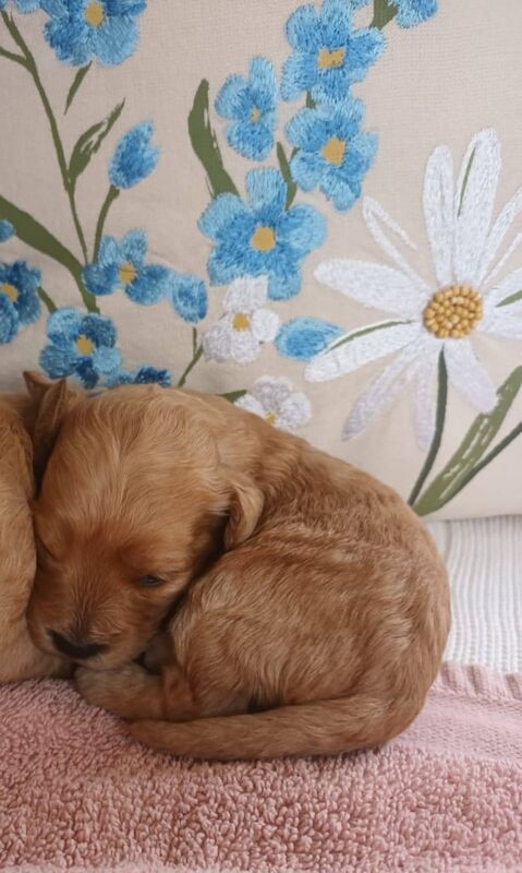 Cockapoo puppies for sale in Girvan, Ayrshire and Arran – 5 weeks old - Image 3 of 3
