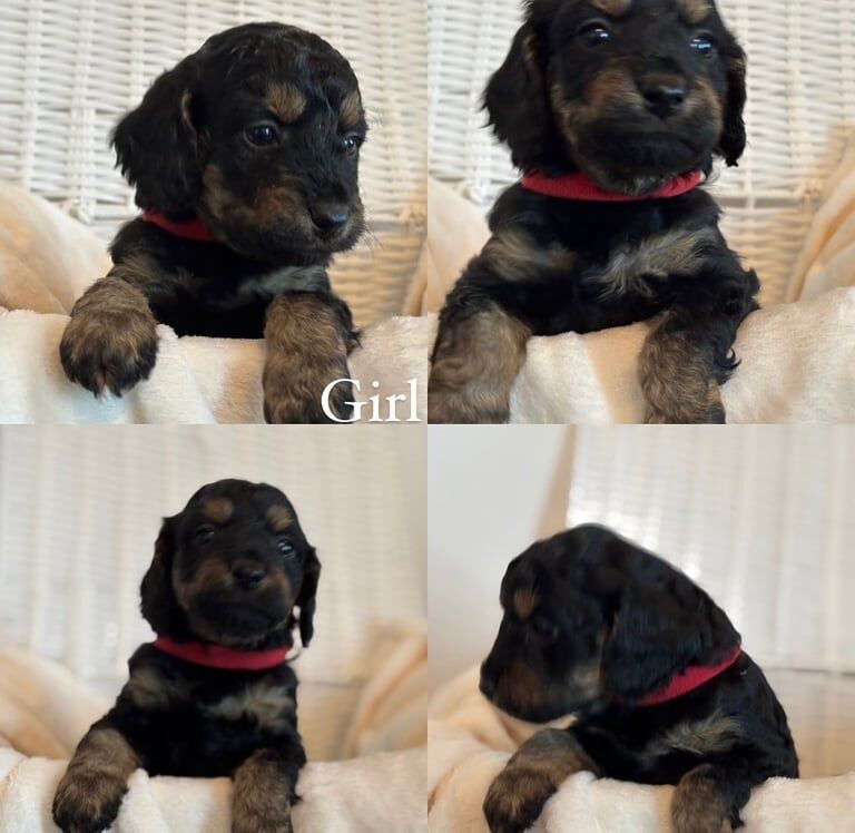 Cockapoo puppies for sale in Sunderland, Tyne and Wear – 1 year old - Image 2 of 3