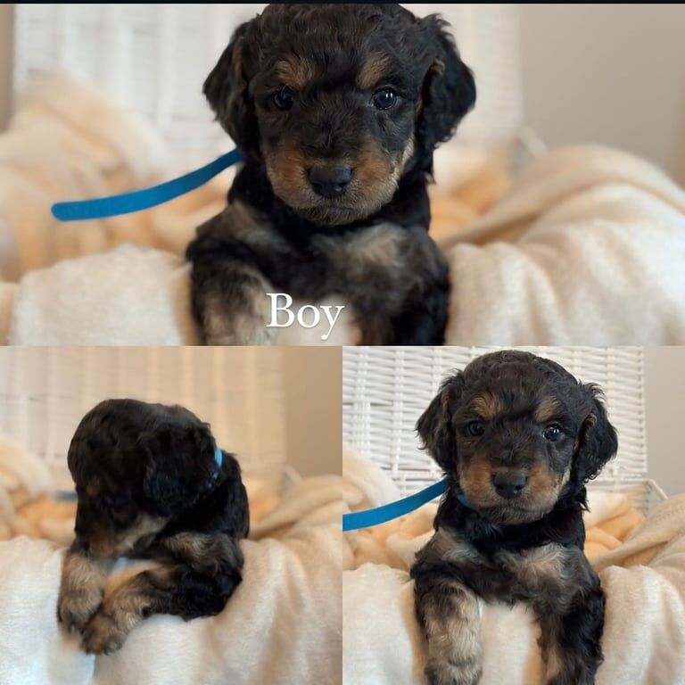 Cockapoo puppies for sale in Sunderland, Tyne and Wear – 1 year old - Image 3 of 3