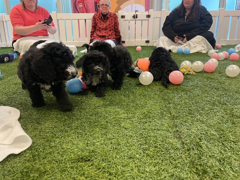 Black Cockapoo puppies for sale in Staines, Surrey – 6 weeks old