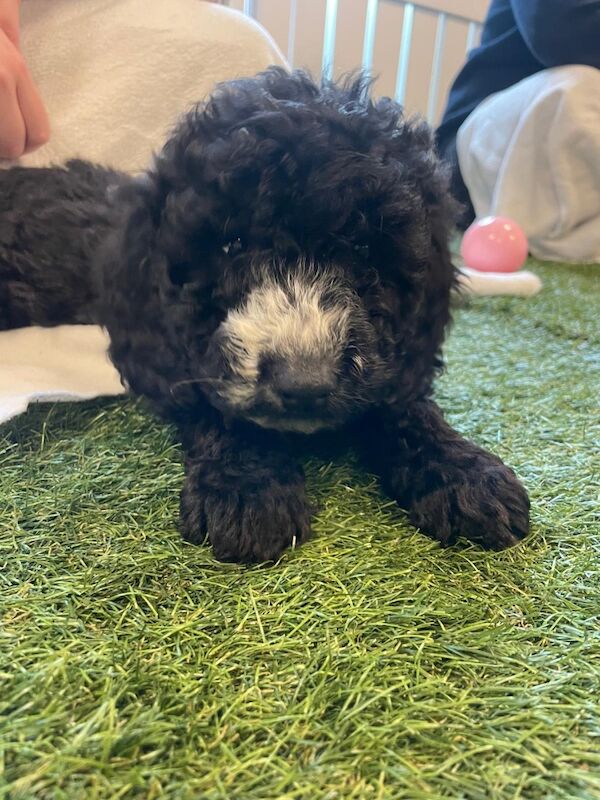 Cockapoo puppies for sale in Staines, Surrey – 6 weeks old - Image 2 of 9