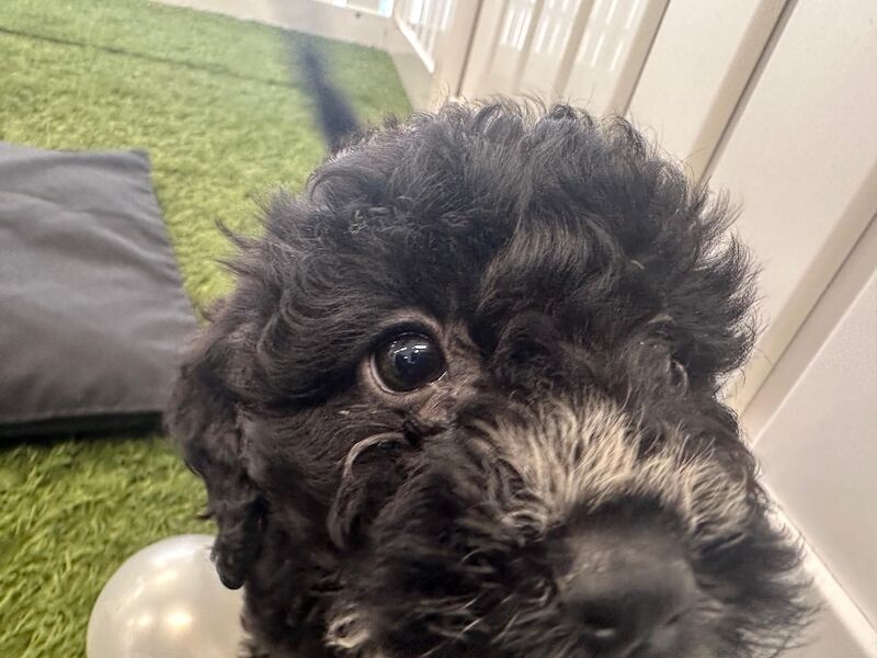 Cockapoo puppies for sale in Staines, Surrey – 6 weeks old - Image 3 of 9