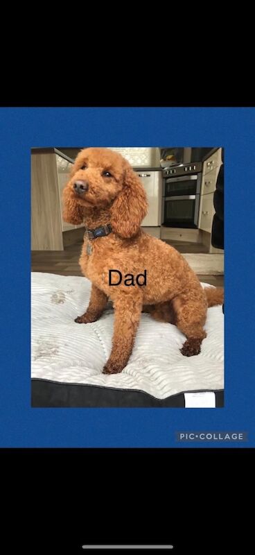 Cockapoo puppies for sale in Staines, Surrey – 6 weeks old - Image 6 of 9