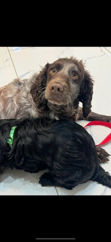 Cockapoo puppies for sale in Staines, Surrey – 6 weeks old - Image 7 of 9