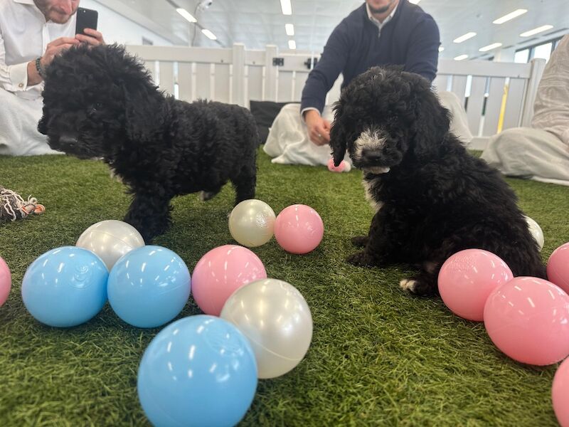 Cockapoo puppies for sale in Staines, Surrey – 6 weeks old - Image 8 of 9