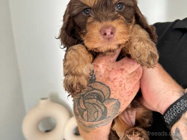 Cockapoo puppies for sale in Lincoln, Lincolnshire – 1 year old - Image 3 of 5