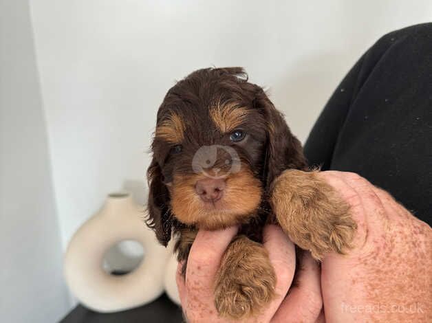 Cockapoo puppies for sale in Lincoln, Lincolnshire – 1 year old - Image 4 of 5