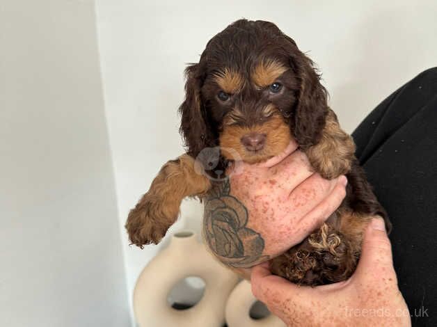 Cockapoo puppies for sale in Lincoln, Lincolnshire – 1 year old - Image 5 of 5