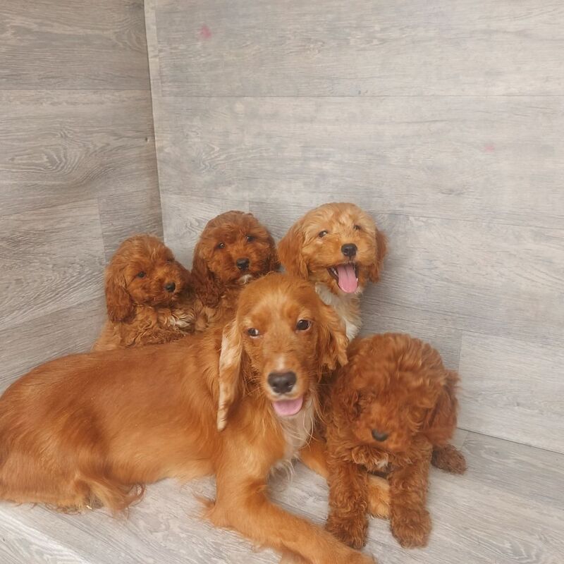 Cockapoo puppies for sale in Swansea / Abertawe, West Glamorgan – 11 weeks old