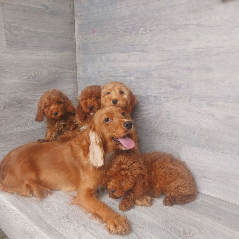 Cockapoo puppies for sale in Swansea / Abertawe, West Glamorgan – 11 weeks old - Image 2 of 5