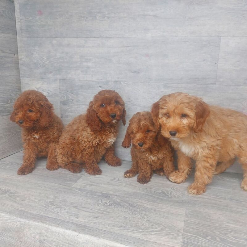Cockapoo puppies for sale in Swansea / Abertawe, West Glamorgan – 11 weeks old - Image 3 of 5