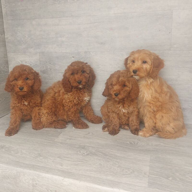 Cockapoo puppies for sale in Swansea / Abertawe, West Glamorgan – 11 weeks old - Image 4 of 5