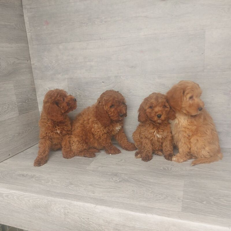 Cockapoo puppies for sale in Swansea / Abertawe, West Glamorgan – 11 weeks old - Image 5 of 5