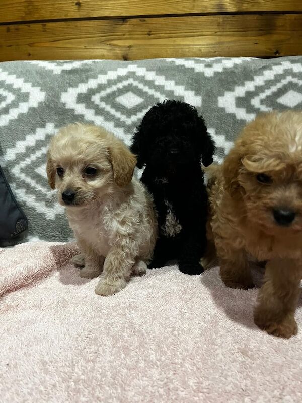 Cockapoo puppies for sale in Eye, Suffolk – 3 months old - Image 2 of 4