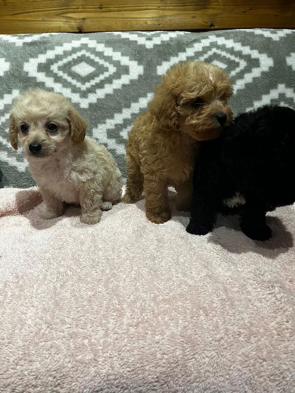 Cockapoo puppies for sale in Eye, Suffolk – 3 months old - Image 3 of 4