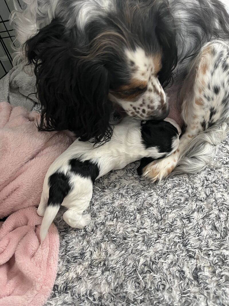 Stunning F1b cockapoo puppies for sale in Ossett, West Yorkshire - Image 2