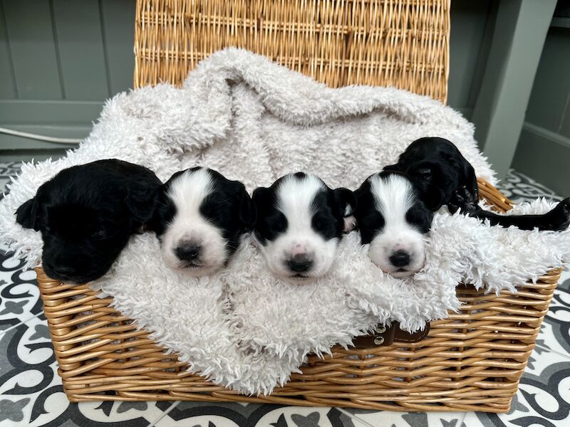 Stunning F1b cockapoo puppies for sale in Ossett, West Yorkshire - Image 1