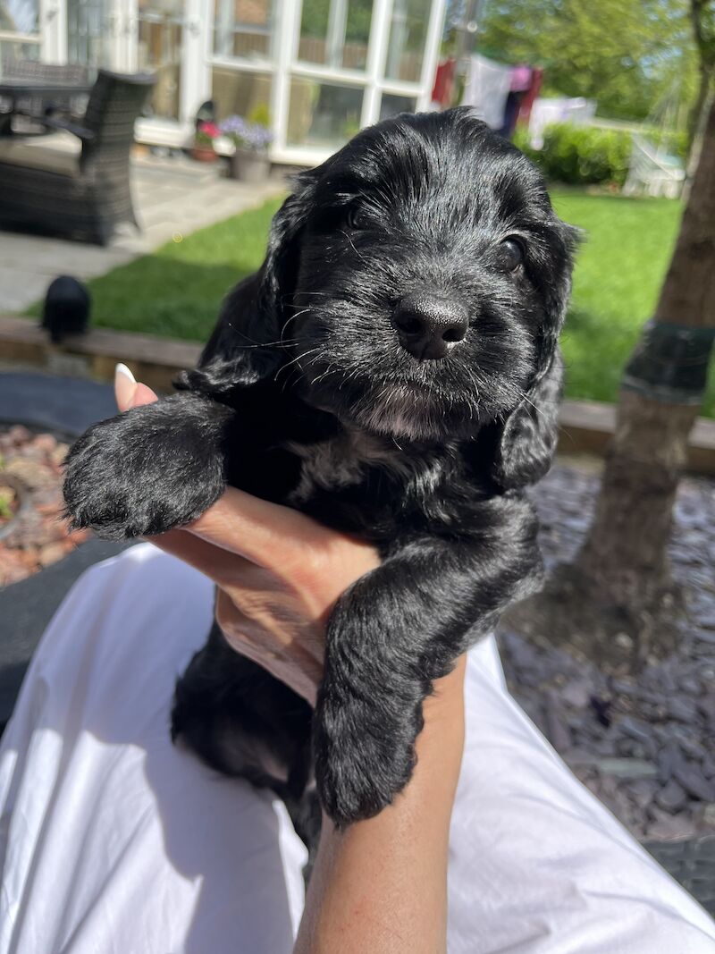 Stunning F1b cockapoo puppies for sale in Ossett, West Yorkshire | Image 2