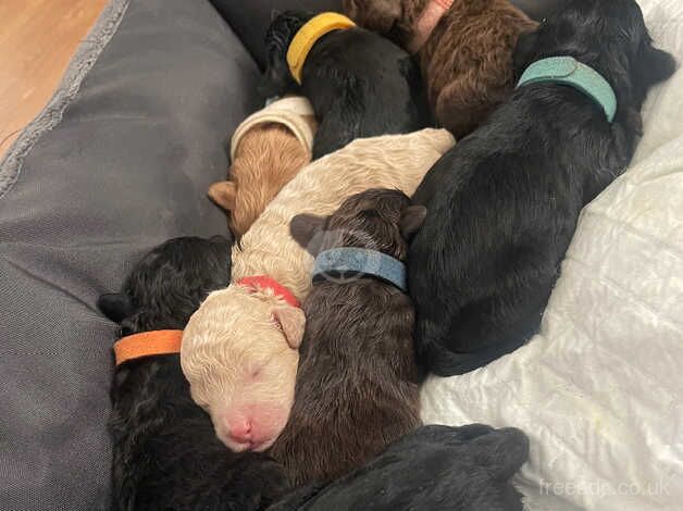 Stunning F1B cockapoo puppies - Image 3 of 5