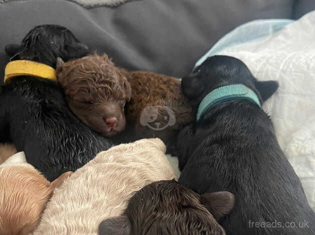 Stunning F1B cockapoo puppies - Image 4 of 5