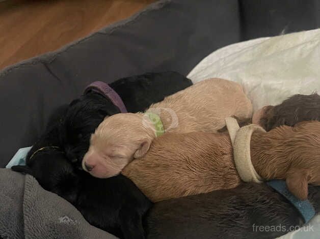 Stunning F1B cockapoo puppies - Image 5 of 5