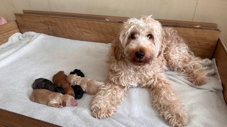 Stunning F1B cockapoo puppies ready 19th June