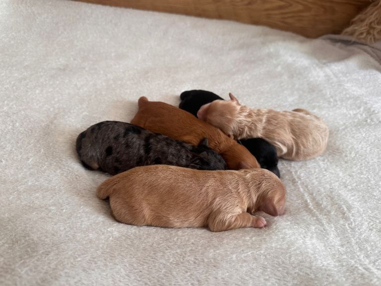 Stunning F1B cockapoo puppies ready 19th June - Image 2 of 4