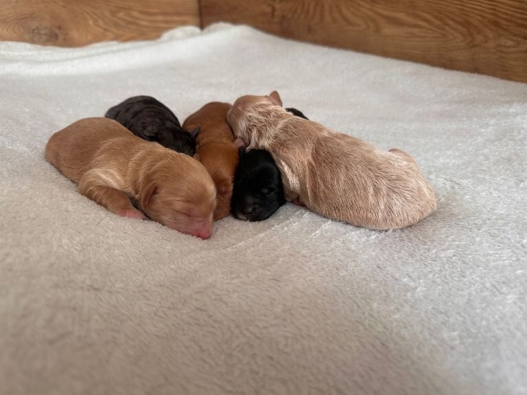 Stunning F1B cockapoo puppies ready 19th June - Image 3 of 4
