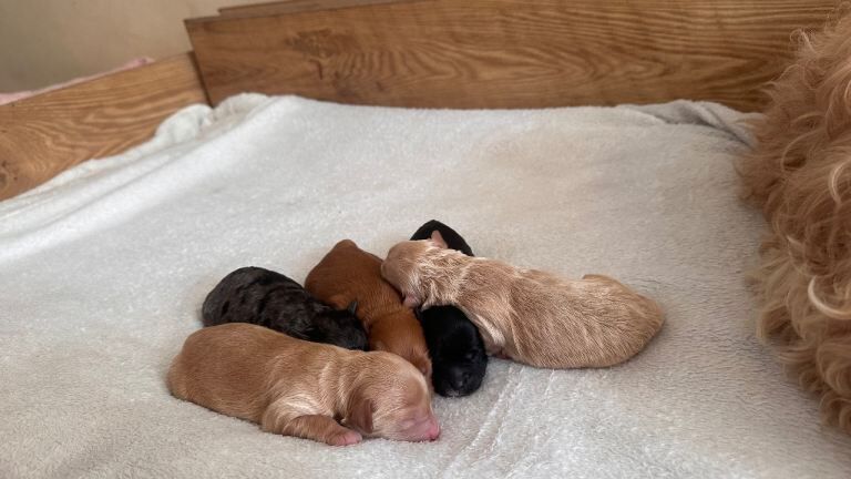 Stunning F1B cockapoo puppies ready 19th June - Image 4 of 4