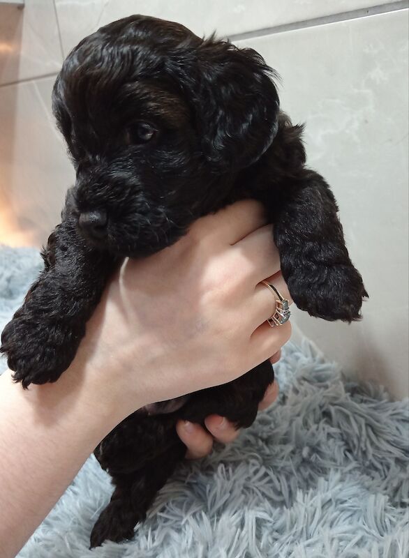 Cockapoo puppies for sale in Wakefield, West Yorkshire – 1 week old - Image 9 of 13