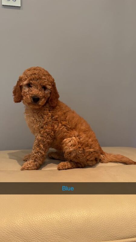 Cockapoo puppies for sale in Lisnaskea, County Fermanagh – 8 weeks old