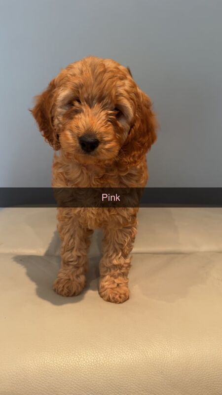 Cockapoo puppies for sale in Lisnaskea, County Fermanagh – 8 weeks old - Image 2 of 3