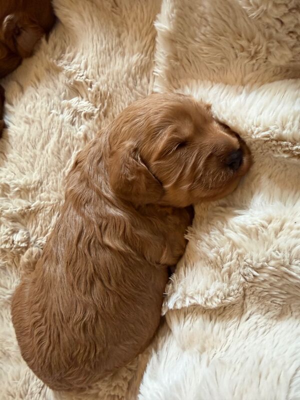 Cockapoo Puppies For Sale