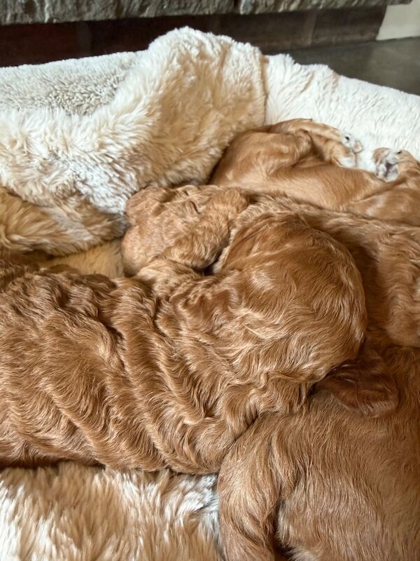 Stunning F1b Cockapoo’s - Image 2 of 11