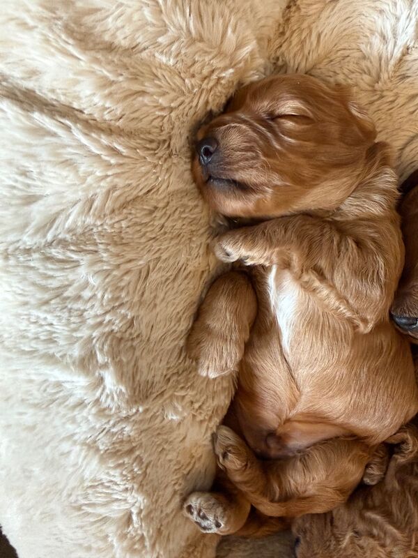 Stunning F1b Cockapoo’s - Image 3 of 11