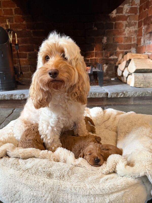Stunning F1b Cockapoo’s - Image 4 of 11