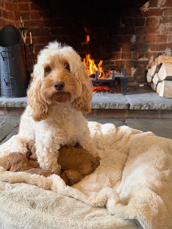 Stunning F1b Cockapoo’s - Image 5 of 11