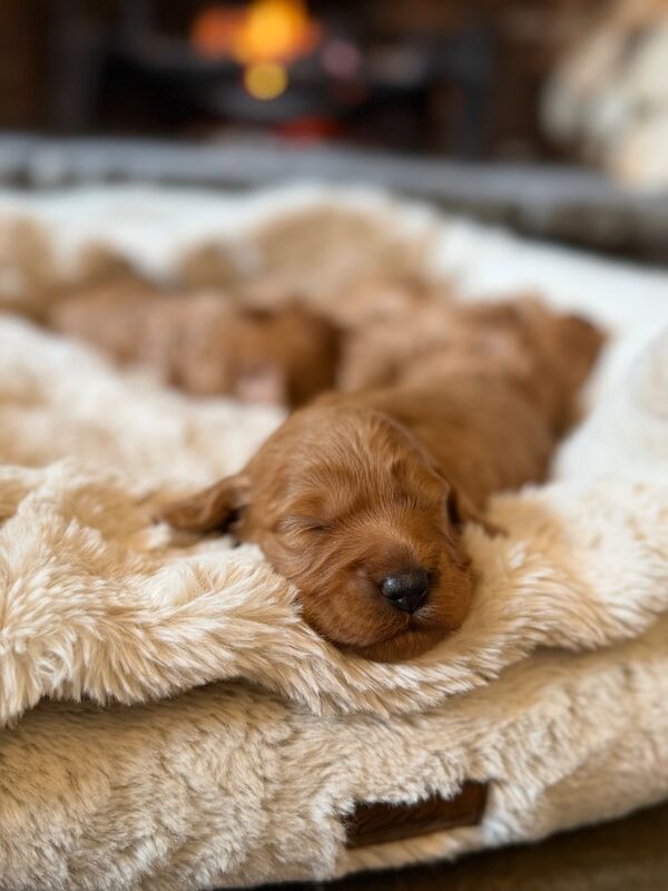 Stunning F1b Cockapoo’s - Image 6 of 11