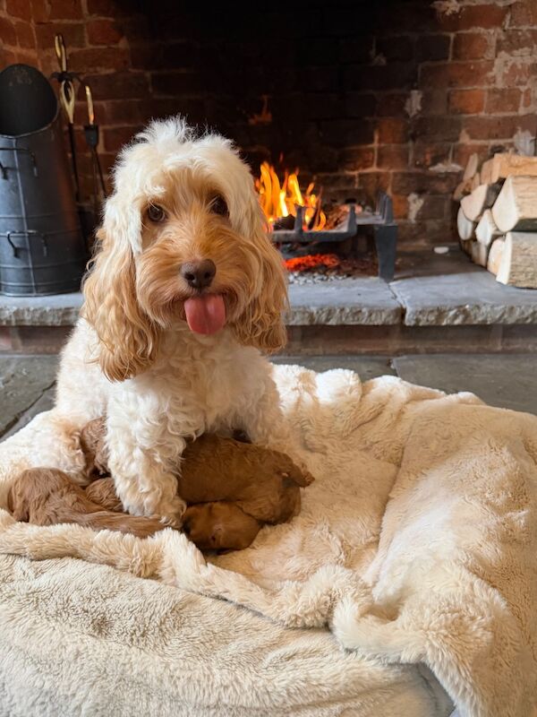 Stunning F1b Cockapoo’s - Image 8 of 11
