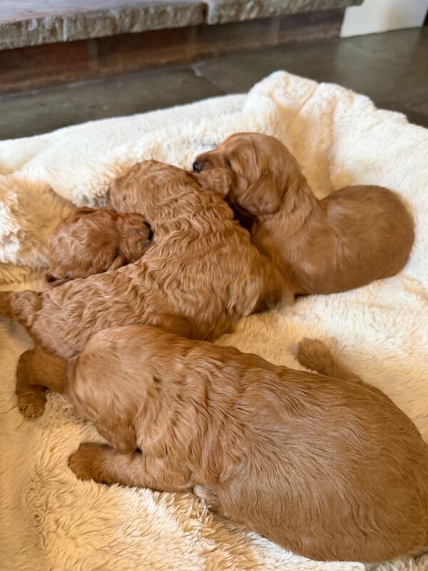 Stunning F1b Cockapoo’s - Image 9 of 11