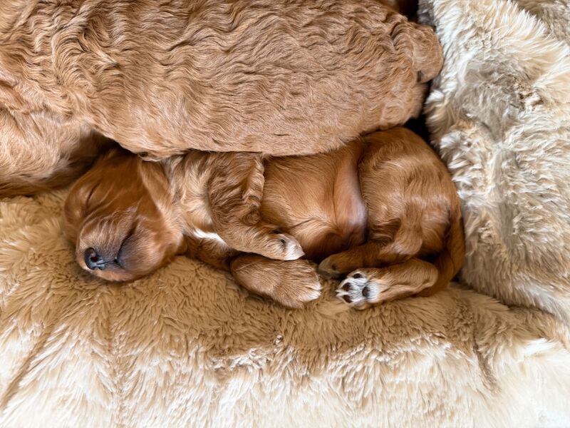 Stunning F1b Cockapoo’s - Image 10 of 11