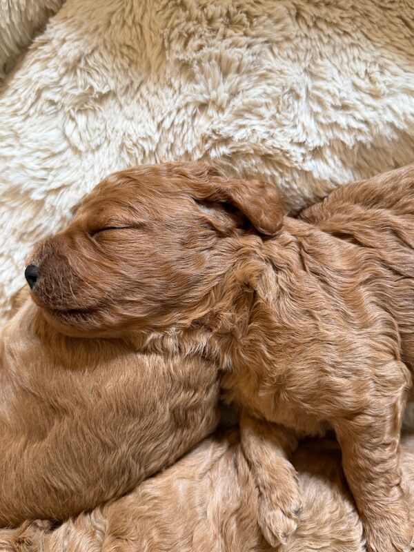 Stunning F1b Cockapoo’s - Image 11 of 11