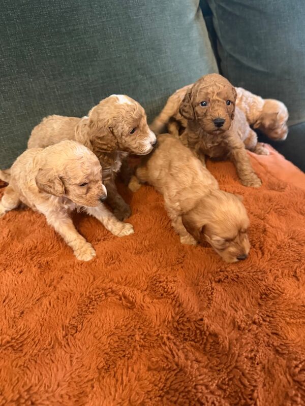 Apricot Cockapoo Puppies For Sale